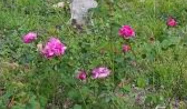 Firenze, il Meyer diventa “green”: inaugurato il primo giardino del progetto per un ospedale sempre più sostenibile