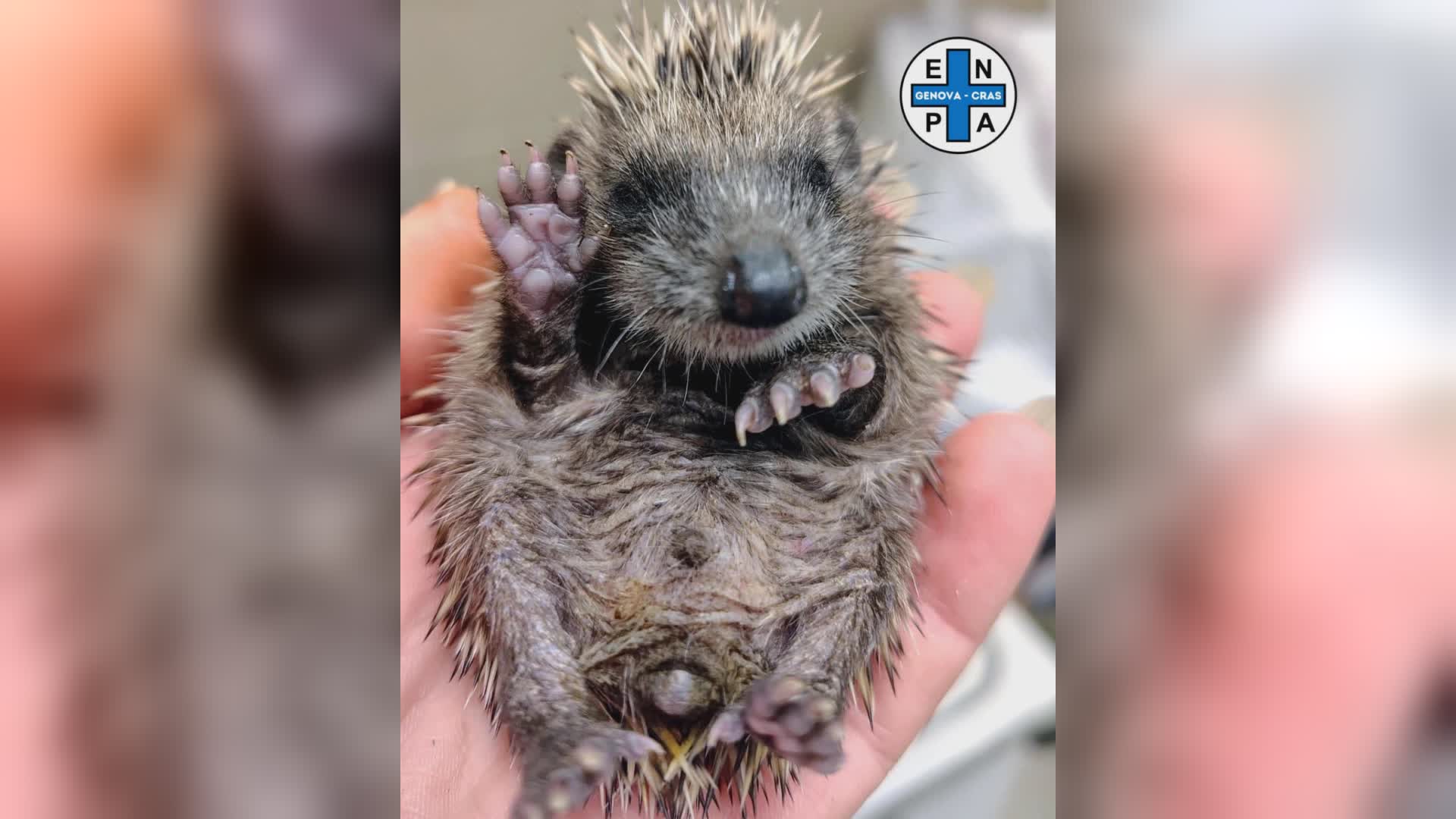 Ricci nati fuori stagione non vanno in letargo: Enpa Genova salva trenta cuccioli