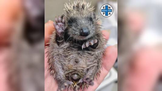 Ricci nati fuori stagione non vanno in letargo: Enpa Genova salva trenta cuccioli