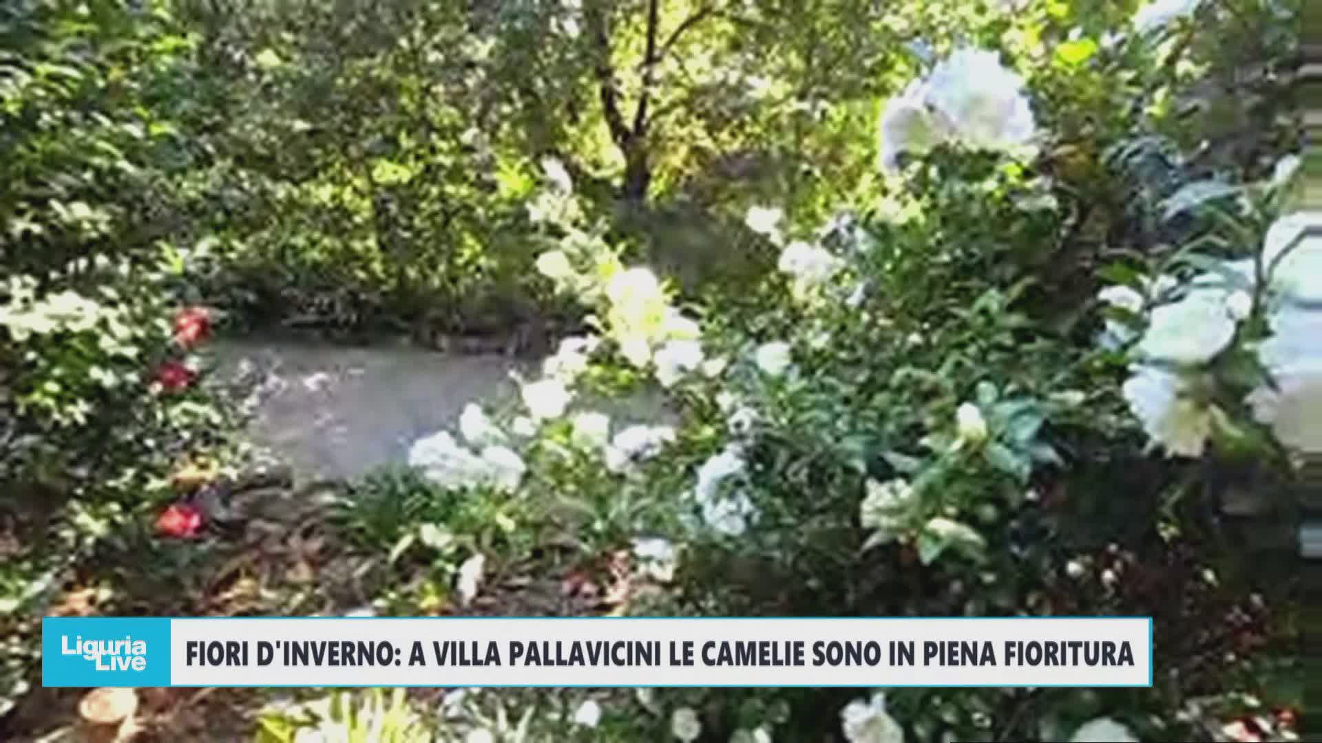 Fiori d’inverno: a Villa Pallavicini le camelie sono in piena fioritura