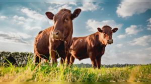 Inalca punta sulla zootecnia sostenibile e l’economia circolare