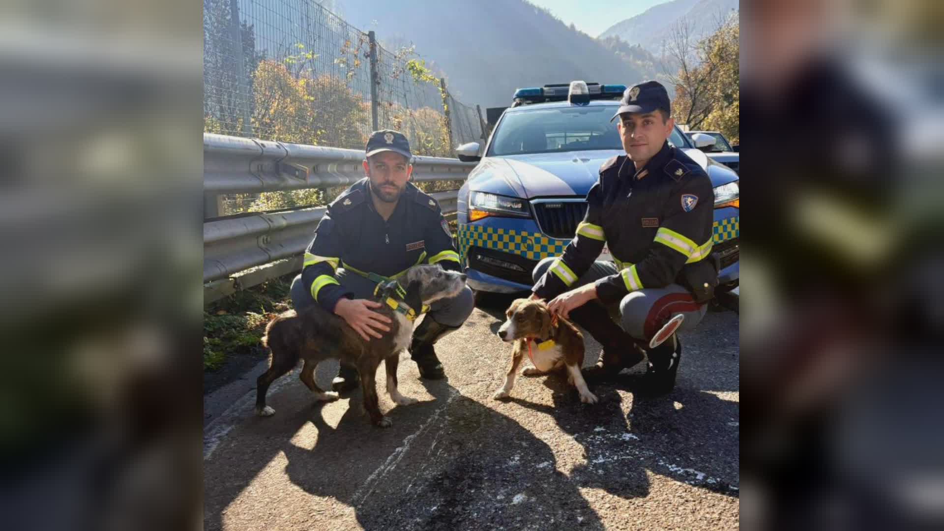 Genova, cani sull’A7: la Polizia Stradale li mette in salvo e li riconsegna al proprietario