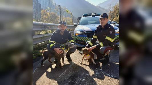 Genova, cani sull’A7: la Polizia Stradale li mette in salvo e li riconsegna al proprietario