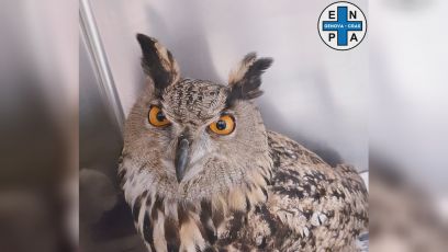 Corniglia, i gufi reali tornano a volare nel Parco nazionale delle Cinque Terre