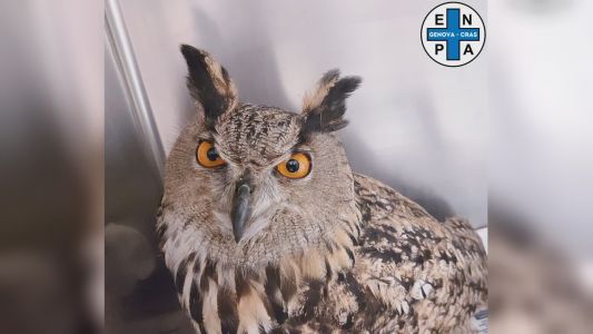 Corniglia, i gufi reali tornano a volare nel Parco nazionale delle Cinque Terre