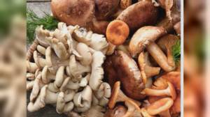 Imperia: sequestrati i primi esemplari di 'funghi psichedelici'