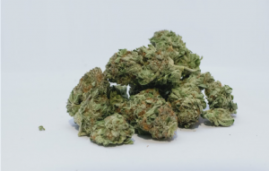 Liguria: 50 produttori di cannabis light rischiano la chiusura