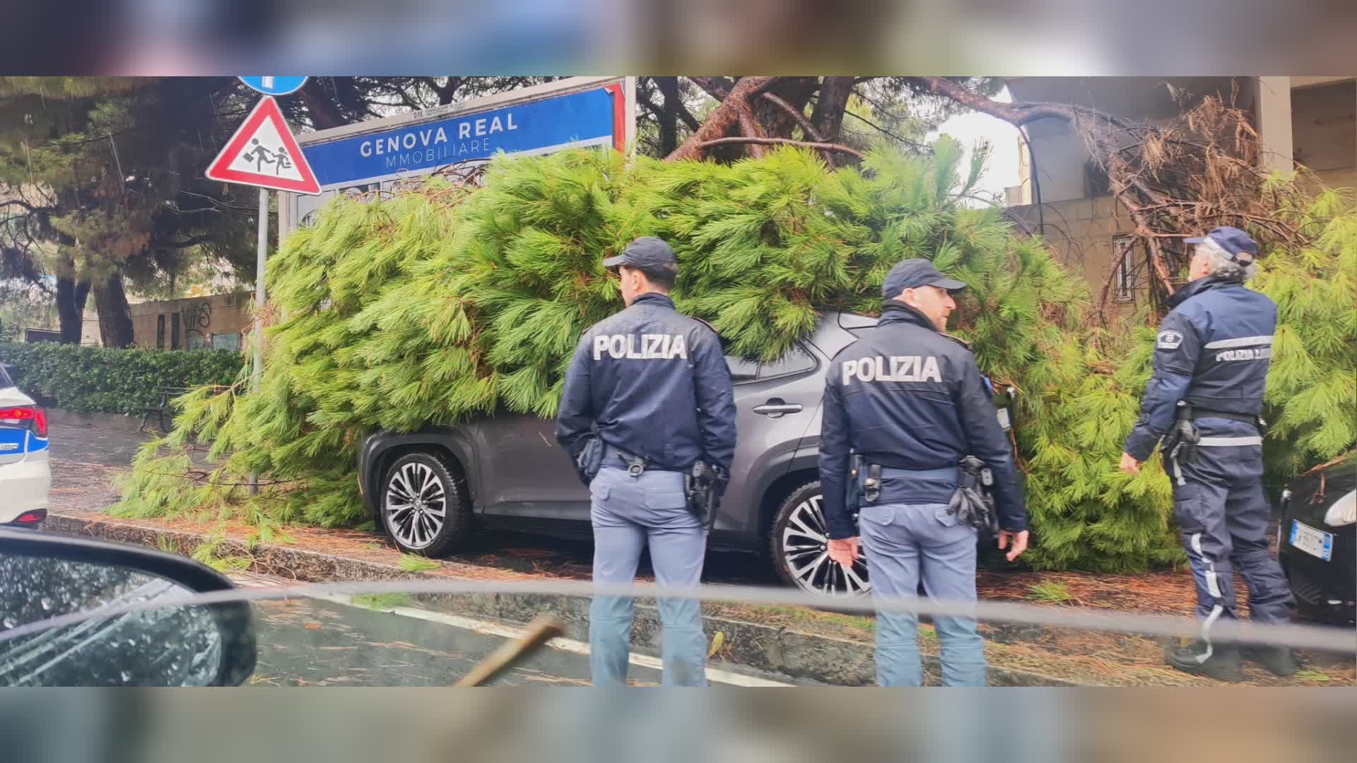 Genova, albero caduto in via dei Mille a Sturla