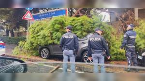 Genova, albero caduto in via dei Mille a Sturla