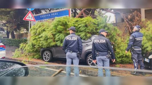 Genova, albero caduto in via dei Mille a Sturla