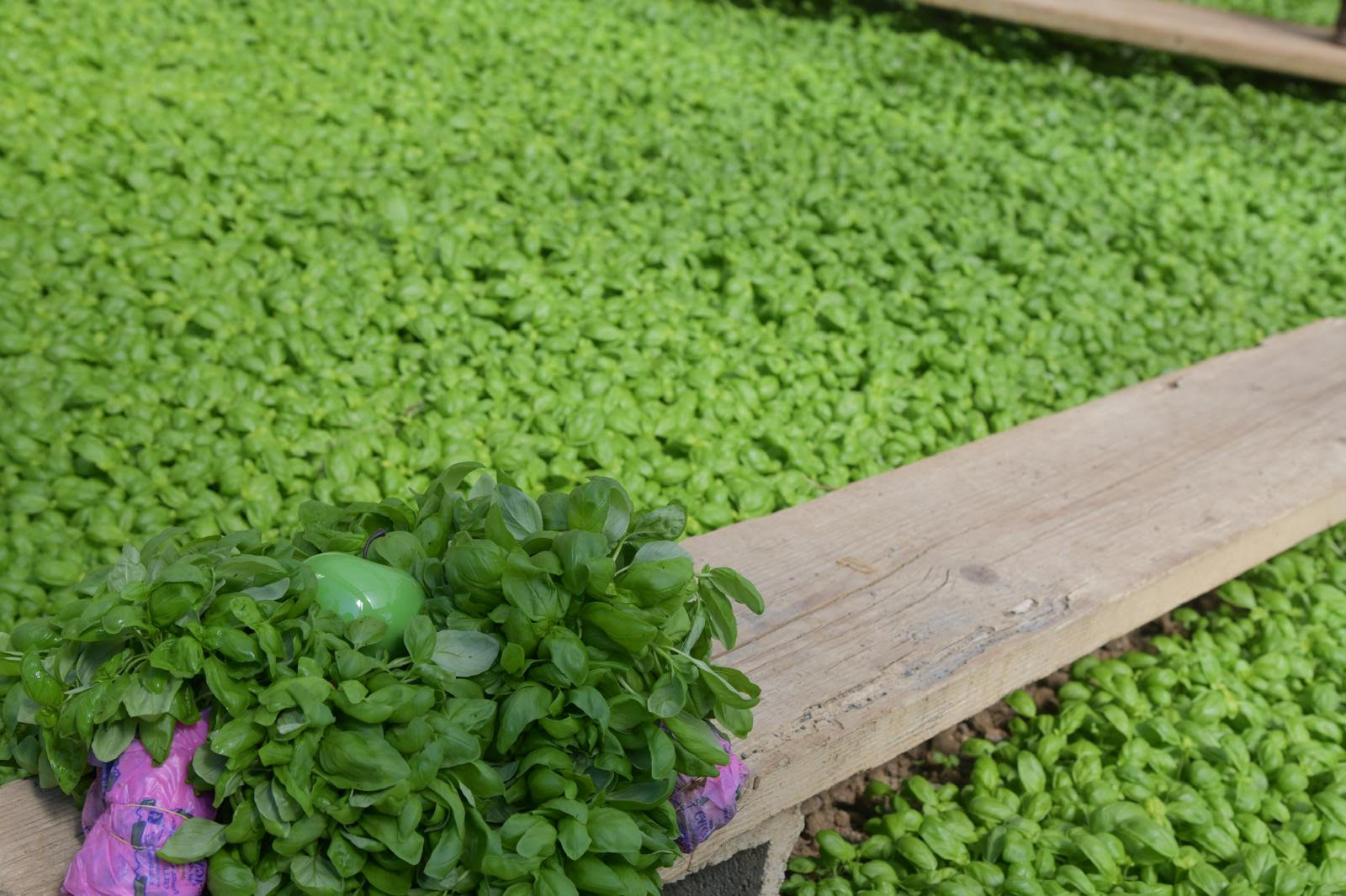 Benvenuti in Liguria: le origini di pesto e birra con i segreti per stupire sulla tavola del Natale 