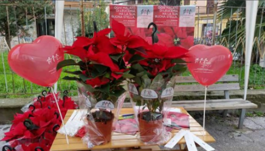 Tornano le Stelle di Natale AIL contro leucemie, linfomi e mieloma