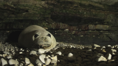 Foca monaca, ritorno in Italia: Mar Ligure tra le aree di maggior interesse