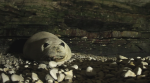 Foca monaca, ritorno in Italia: Mar Ligure tra le aree di maggior interesse
