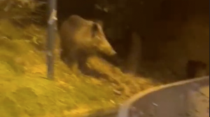 San Martino, grossi cinghiali a spasso per gli spazi esterni dell'ospedale