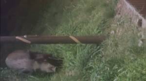 San Martino, grossi cinghiali a spasso per gli spazi esterni dell'ospedale