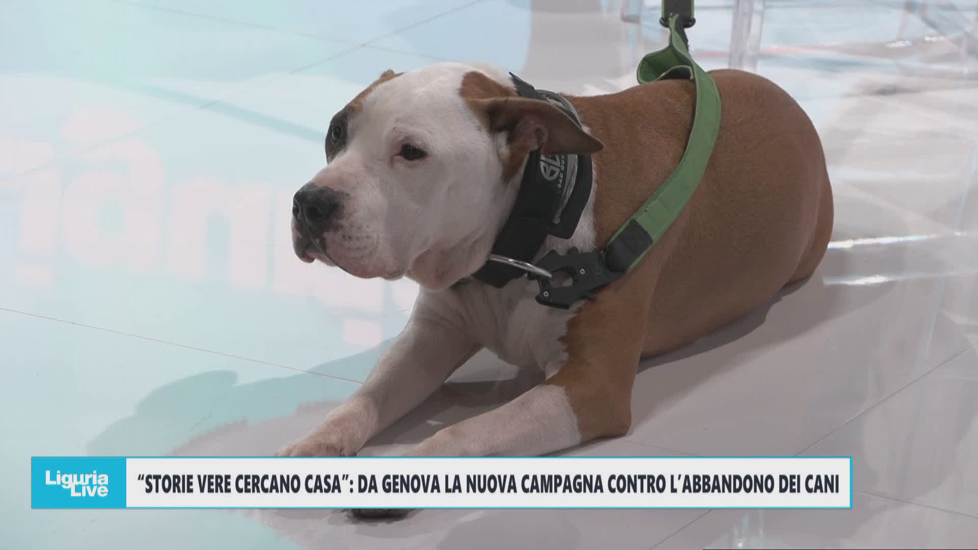 'Storie vere cercano casa': parte a Genova la nuova campagna contro abbandono e per adozione cani