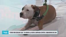 'Storie vere cercano casa': parte a Genova la nuova campagna contro abbandono e per adozione cani