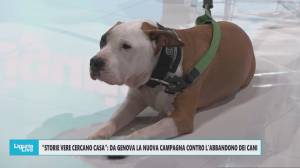 'Storie vere cercano casa': parte a Genova la nuova campagna contro abbandono e per adozione cani