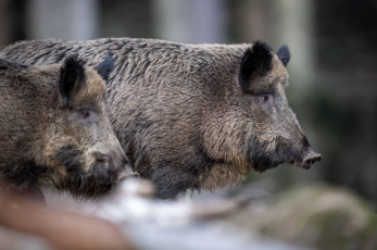 Liguria: due nuovi casi di Peste suina africana