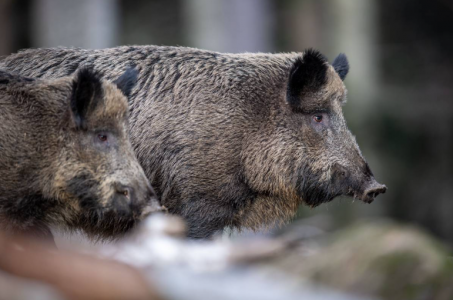 Liguria: due nuovi casi di Peste suina africana