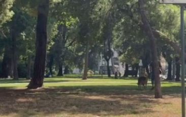 Brescia: a Borgo San Giacomo cinquemila alberi per un futuro sostenibile