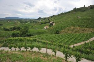 Consorzio Prosecco Doc avvia il percorso verso la “Comunità Sostenibile” e la certificazione ISO 37101