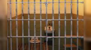 Genova: detenuto cerca di cavare un occhio ad agente di custodia