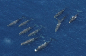 Cetacei: avvistati 87 esemplari nelle acque di Ponente, area sempre più idonea a riproduzione