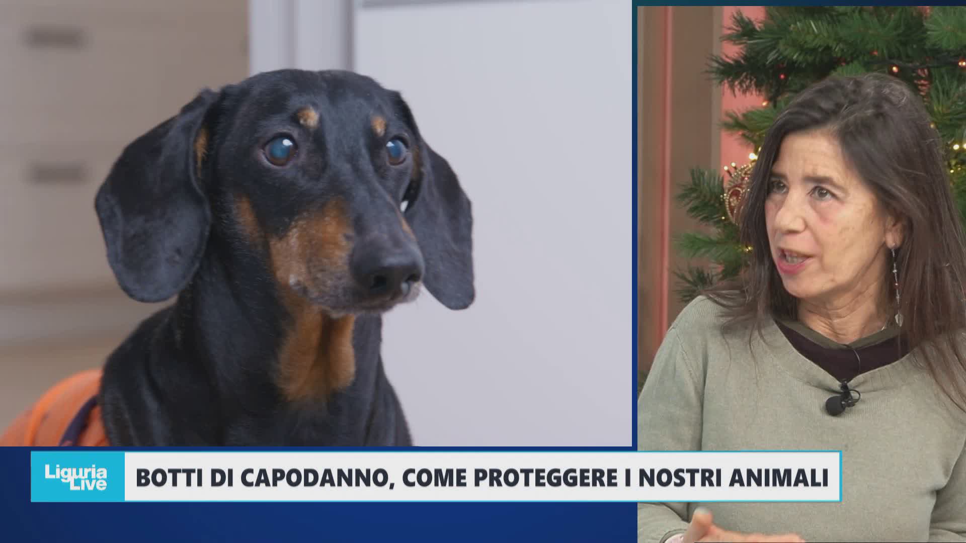 Botti di Capodanno, come proteggere i nostri animali