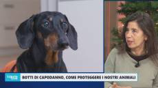 Botti di Capodanno, come proteggere i nostri animali