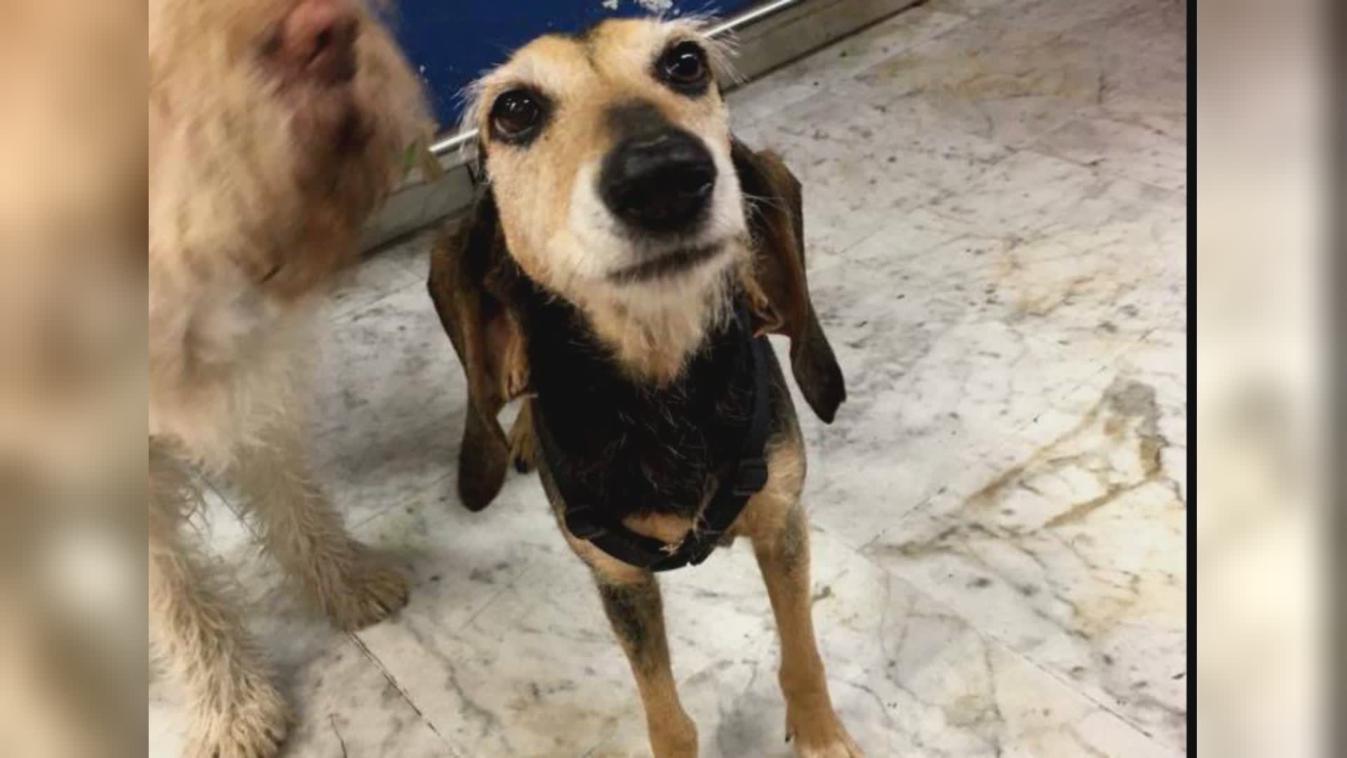 Genova: abbandona il suo cane legandolo a un palo, denunciato