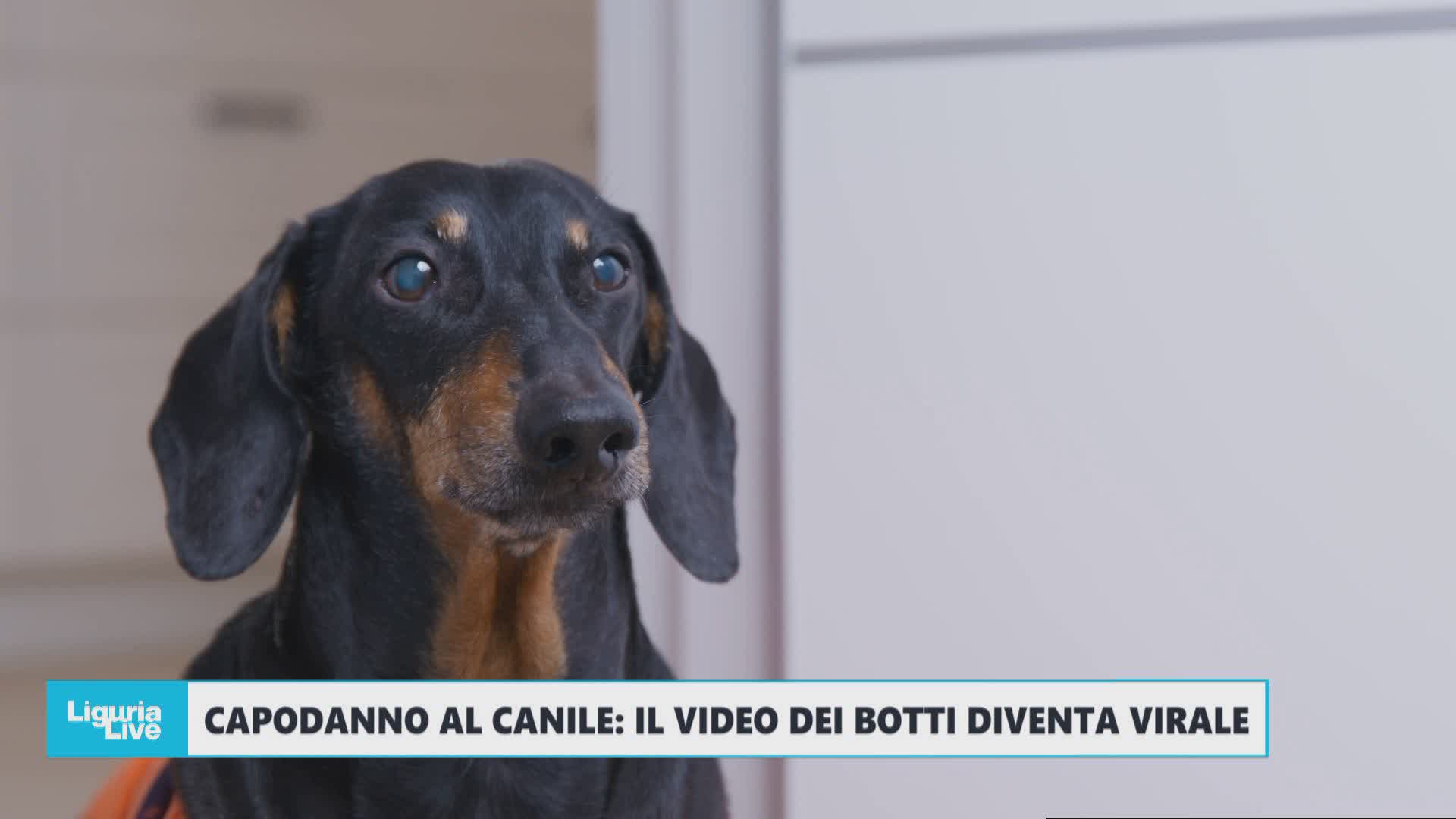 Capodanno al canile: il video degli effetti dei botti sugli animali diventa virale e scatena polemiche