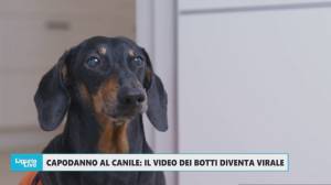 Capodanno al canile: il video degli effetti dei botti sugli animali diventa virale e scatena polemiche
