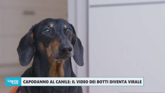 Capodanno al canile: il video degli effetti dei botti sugli animali diventa virale e scatena polemiche