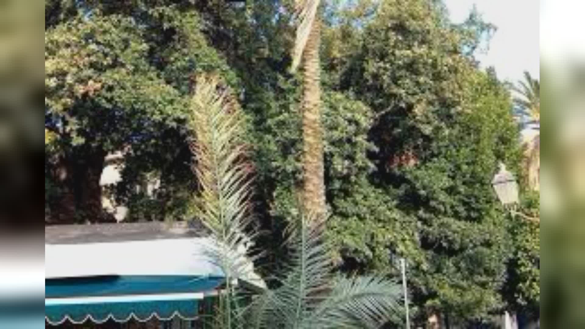 Genova, palma infestata crolla a Nervi e sfiora passante. Salis: "Più risorse per interventi nella sicurezza"
