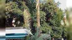 Genova, palma infestata crolla a Nervi e sfiora passante. Salis: "Più risorse per interventi nella sicurezza"