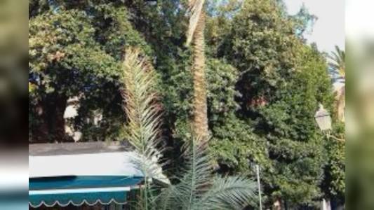 Genova, palma infestata crolla a Nervi e sfiora passante. Salis: "Più risorse per interventi nella sicurezza"
