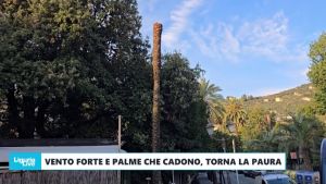 Genova Nervi: vento forte e palme che cadono, torna la paura tra i cittadini (LIVE)