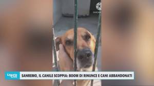Canile di Sanremo sotto pressione: rinunce in aumento e adozioni in calo