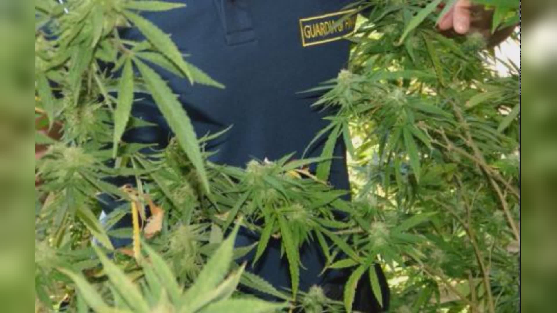 Imperia: maxi sequestro di canapa e marijuana