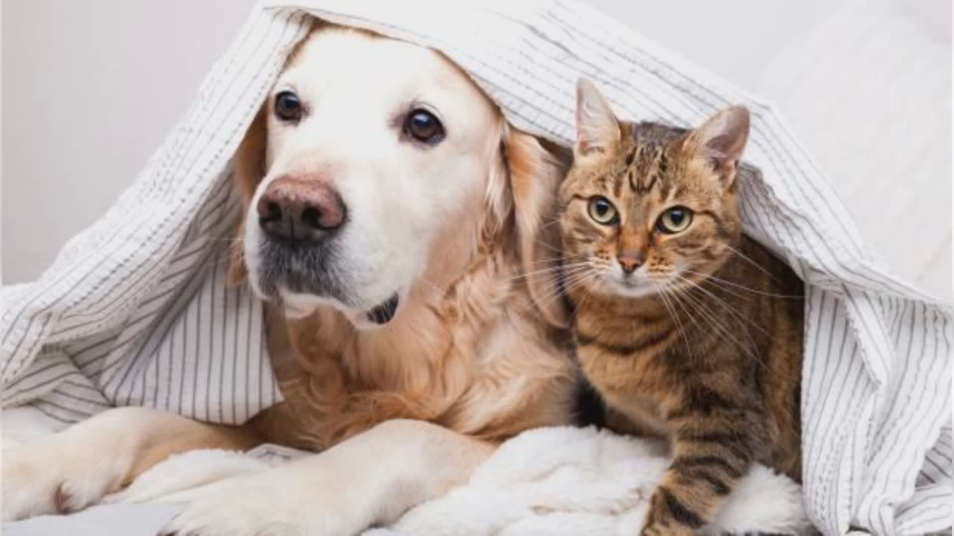 La Spezia: domenica la tradizionale benedizione degli animali