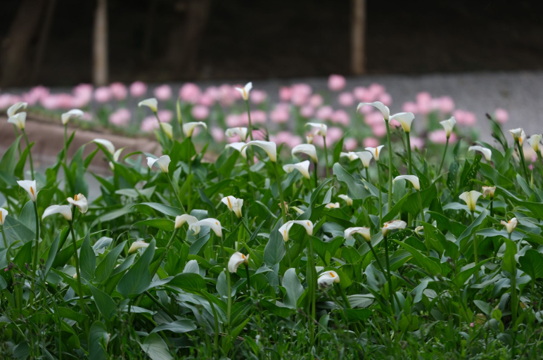 Genova: piante in classe nei licei per migliorare aria e benessere