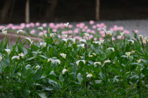 Genova: piante in classe nei licei per migliorare aria e benessere