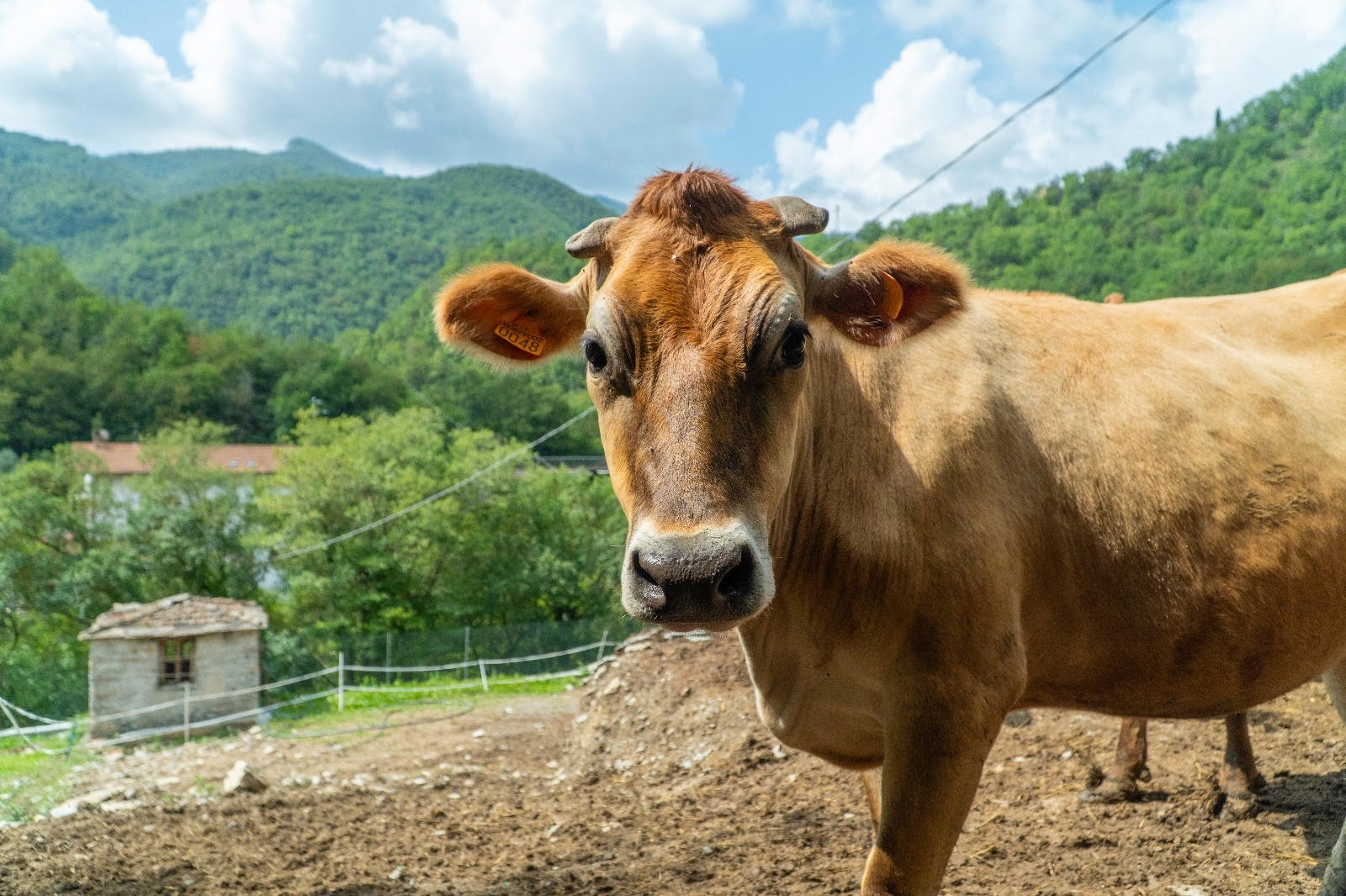 Settimana senza carne, il WWF lancia la “Meat Free Week” contro l’impatto degli allevamenti intensivi