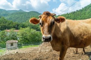 Settimana senza carne, il WWF lancia la “Meat Free Week” contro l’impatto degli allevamenti intensivi