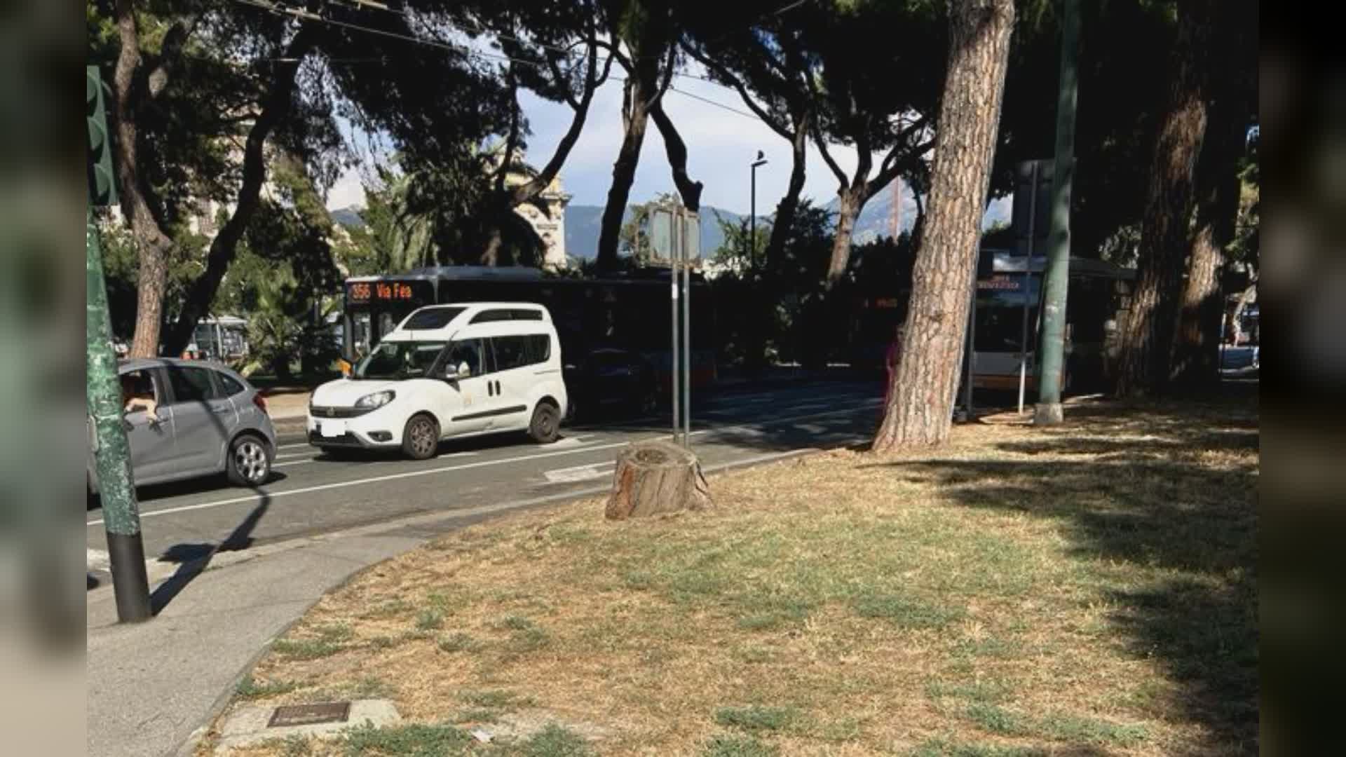 Nervi: l'assessore Coppola smentisce abbattimento pino marittimo