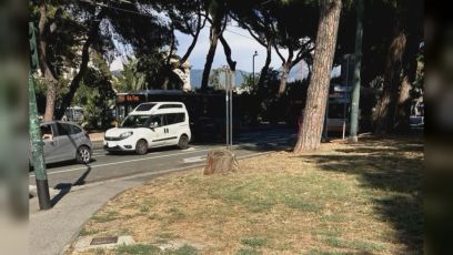 Nervi: l'assessore Coppola smentisce abbattimento pino marittimo