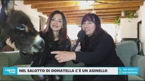 Astro, l'asinello che vive nel salotto di Donatella