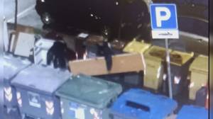 Sestri Ponente, controlli anti-rifiuti intensificati: otto sanzioni e blocco di un tentativo di scarico illecito